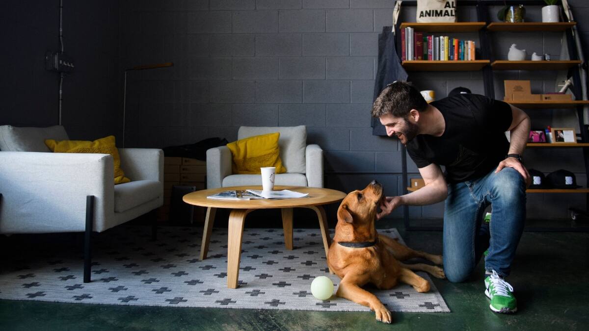 Estudio revela que los perros experimentan placer al escuchar la voz de su humano