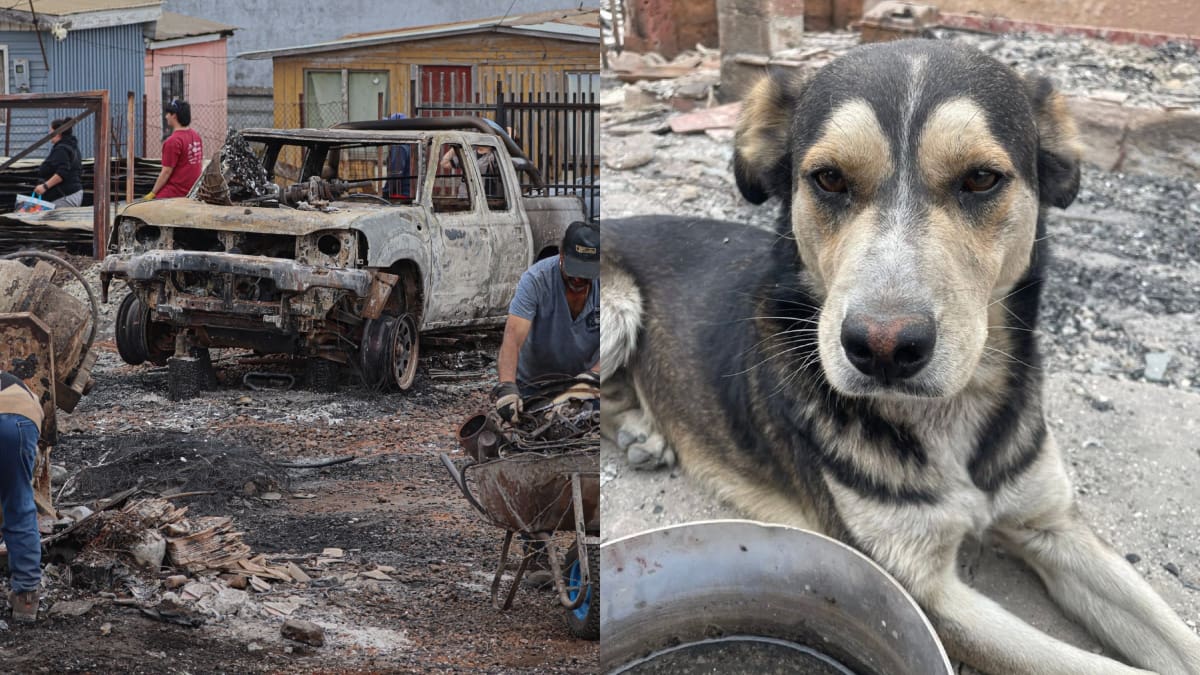 Lanzan página web para buscar a los animales perdidos tras los incendios forestales en el sur de Chile