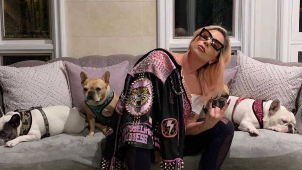 ¡OMG! Arrestaron a cinco personas por intentar asesinar a paseador de perros de Lady Gaga
