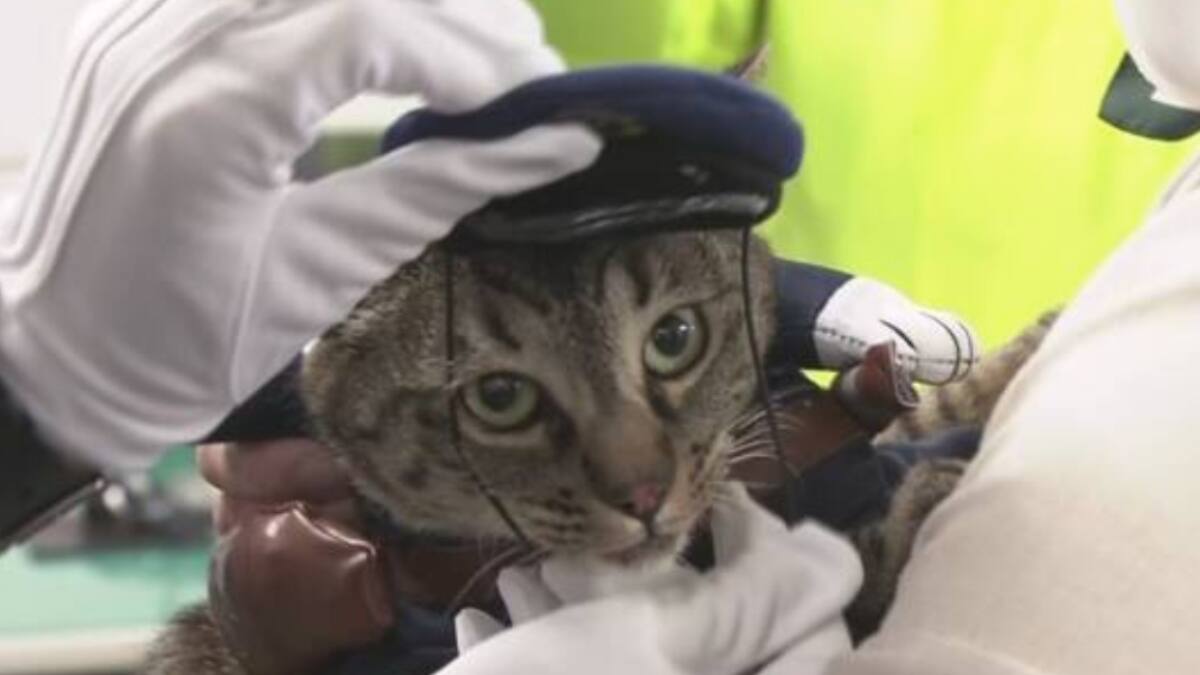 ¡Michi al rescate! Gato es nombrado jefe de policía en Japón