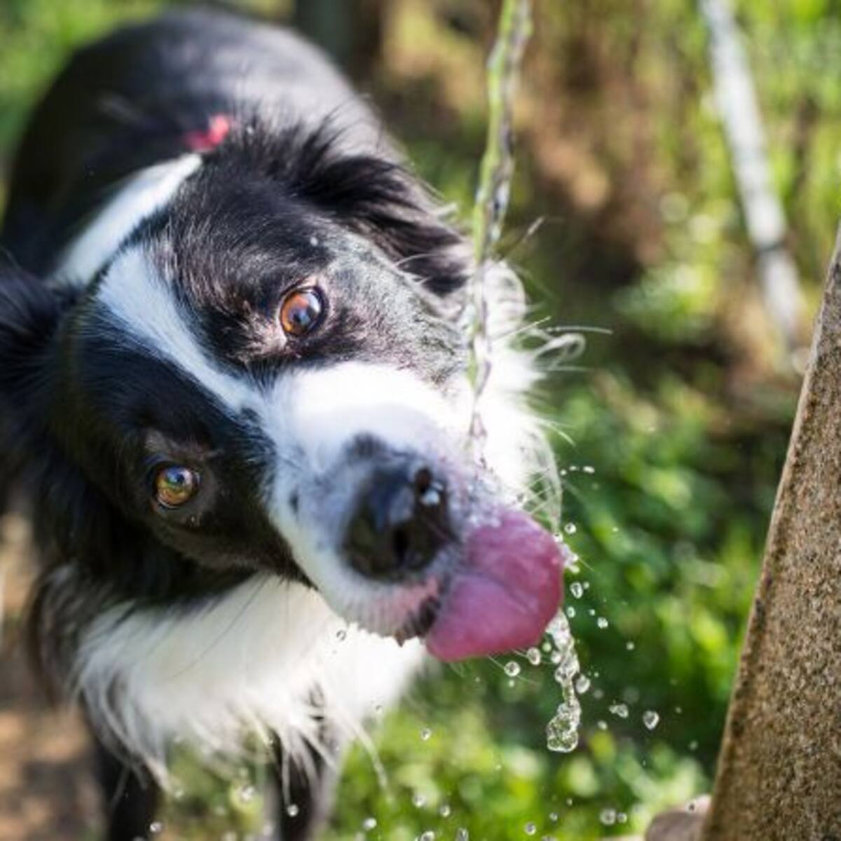 ¡Revisa los mejores consejos para cuidar a tu mascota del calor!