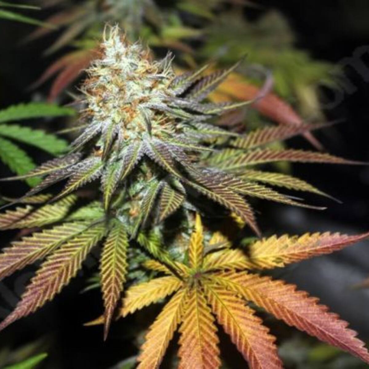 Cámara de diputados aprueba proyecto que podría autorizar uso medicinal de cannabis