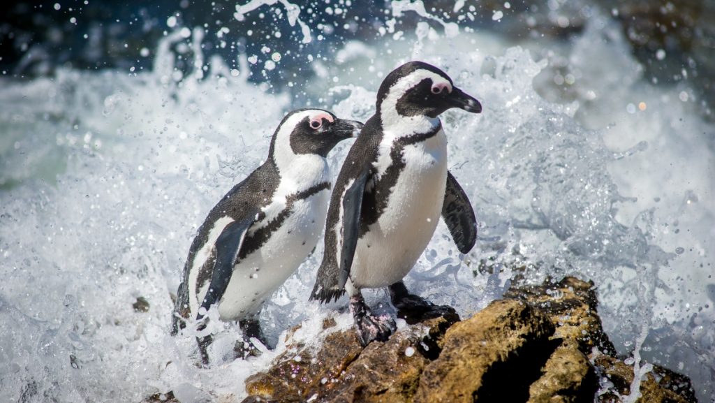 Pingüino Atacado Por Abeja