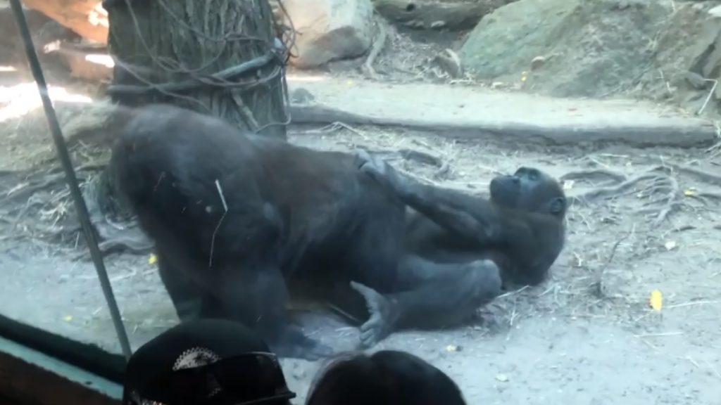 Gorilas Sexo