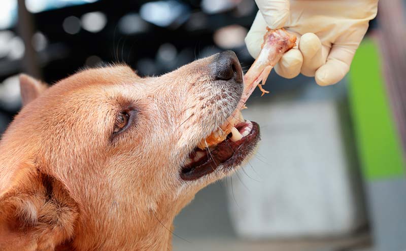 Perros Grandes Comen Huesos Pollo