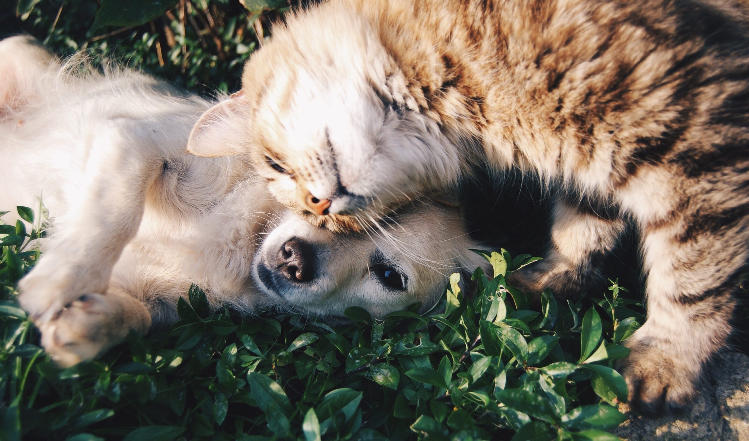 Close Up Of Cat And Puppy Cuddling Together In Grass