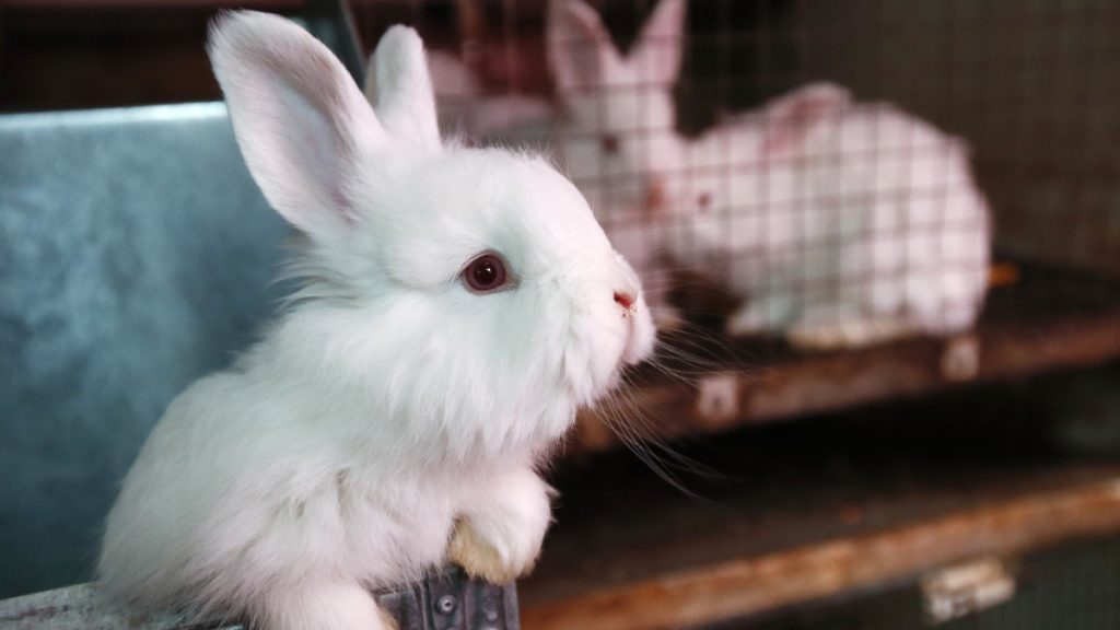 Cámara Aprobó Proyecto Para Prohibir La Experimentación Cosmética En Animales