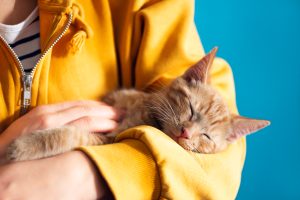 Cute Little Red Kitten Lays Comfrotably On Hands Of Its Owner And Is Sleeping