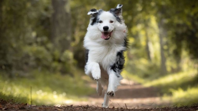 Estudio revela que la raza de los perros no determina su comportamiento