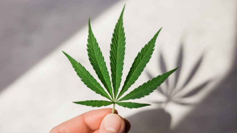 En enero partiría discusión de legalización de la marihuana según directora de Senda