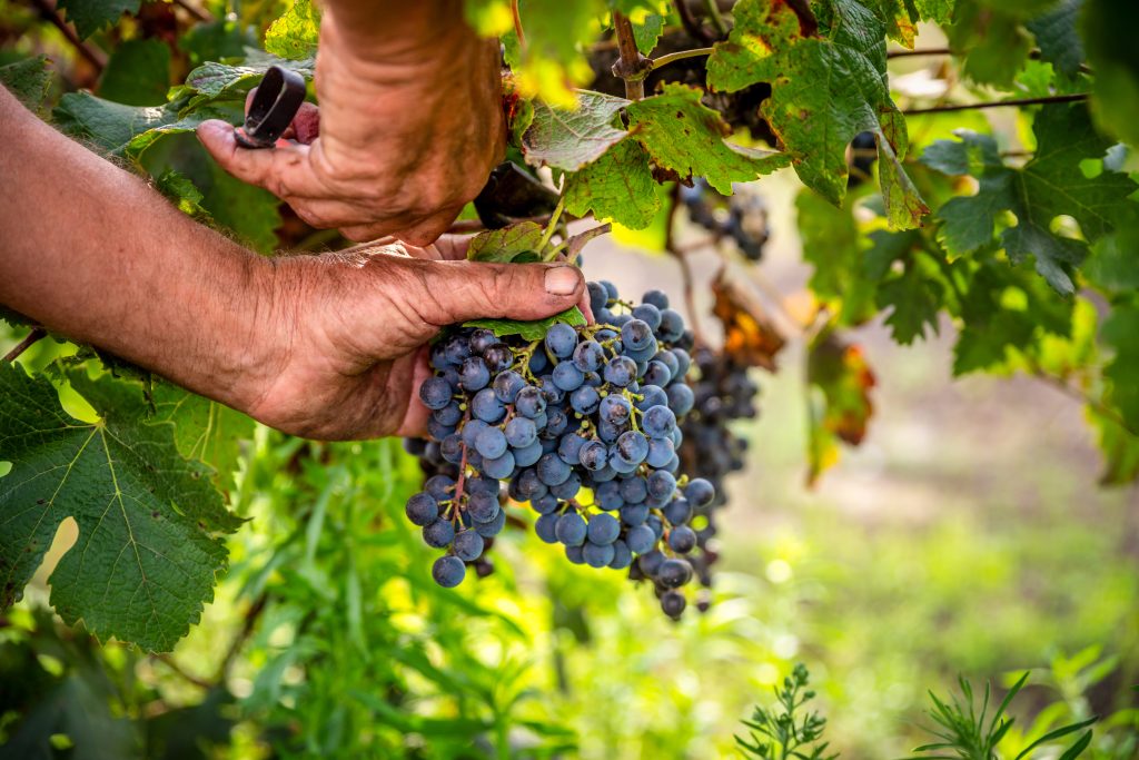 Manual Harvesting Of Red Grapes