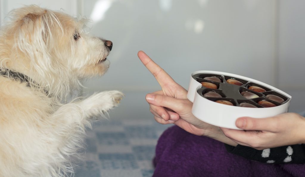 ¿Qué pasa si un perro come chocolate?